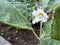 Brinjal plant with white flowers, Solanum melongena