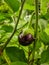 Brinjal, Solanum melongena, vegitable farms