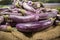 brinjals photography and stock image