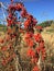 Brionia dioica red bryony and white bryony mandrake autumn berries of intense red color climbing up a metal mesh