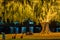 Brisbane, Australia - People sitting under the illuminated tree in Orleigh Park, West End