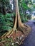 Brisbane Botanic Gardens: Kapok tree
