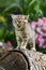 Brisith shorthair kitten on a tree stump