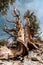 A bristle cone pine tree in California