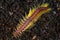 Bristle Worm on Black Sand in Indonesia