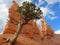 Bristlecone Pine, Bryce Canyon