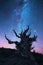 Bristlecone pine forest at night