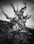 Bristlecone Pine Forest in the white mountains, eastern California, USA