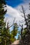 Bristlecone Pine Grove Trail - Great Basin National Park - Baker