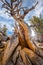 Bristlecone pine the oldest tree in the world in sunny day