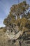 Bristlecone Pine (Pinus aristata)