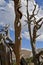 Bristlecone pine skeletons