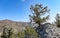 Bristlecone Pine tree