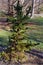 Bristlecone Pine Tree  818346