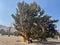 Bristlecone pine tree (Pinus longaeva)