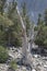 Bristlecone Pine Tree Pinus Longaeva Stump on Rocky Scree
