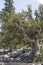 Bristlecone Pine Tree Pinus Longaeva Tree on Rocky Scree