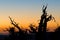 Bristlecone Pines Silhouetted at Twilight