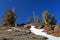 Bristlecone Pines and Summer Snow in Morning Light, White Mountains, California