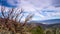 Bristlecone Pines Timelapse Video
