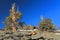 Bristlecone Pines on White Mountain Peak, White Mountains, California, USA