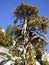 Bristlecone Tree