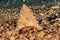 Bristled Hermit Crab in the Red Sea