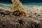 Bristled Hermit Crab in the Red Sea