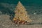 Bristled Hermit Crab in the Red Sea