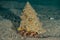 Bristled Hermit Crab in the Red Sea