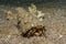 Bristled Hermit Crab in the Red Sea