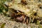 Bristled Hermit Crab in the Red Sea