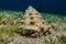 Bristled Hermit Crab in the Red Sea