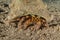 Bristled Hermit Crab in the Red Sea