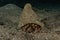 Bristled Hermit Crab in the Red Sea