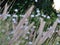 Bristlegrass in the wind