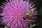 Bristlethistle - Carduus - as a good honey plant. Meliferous plant. Earthen bee - male of long-whiskered bee, andrenid bees,