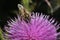 Bristlethistle - Carduus - as a good honey plant. Meliferous plant. Earthen bee - male of long-whiskered bee, andrenid bees,