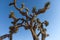 Bristley branches and convoluted branches of trees in Joshua Tree National Park, California
