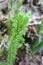 Bristly club-moss or Stiff clubmoss (Lycopodium annotinum)