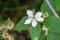 Bristly Dewberry, Rubus hispidus