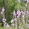 Bristly Hollyhock Flowers in the Judea Mountains, Israel