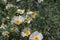 Bristly Matilija Poppy flowers