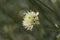 Bristly Yellow Cephalaria