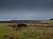 Brisworthy Burrows. Dartmoor National Park Devon uk