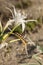 Brithys crini moth caterpillar on sea daffodil