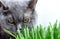 British adult cat eating grass on white background