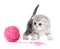 British baby cat playing red clew or ball