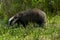 British badger in a field Devon england uk