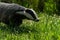 British badger in a field Devon england uk